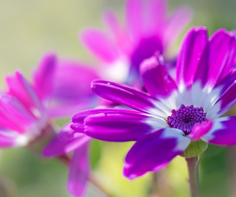 Обои цветы, макро, лепестки, остеоспермум, flowers, macro, petals, osteospermum разрешение 2555x1600 Загрузить