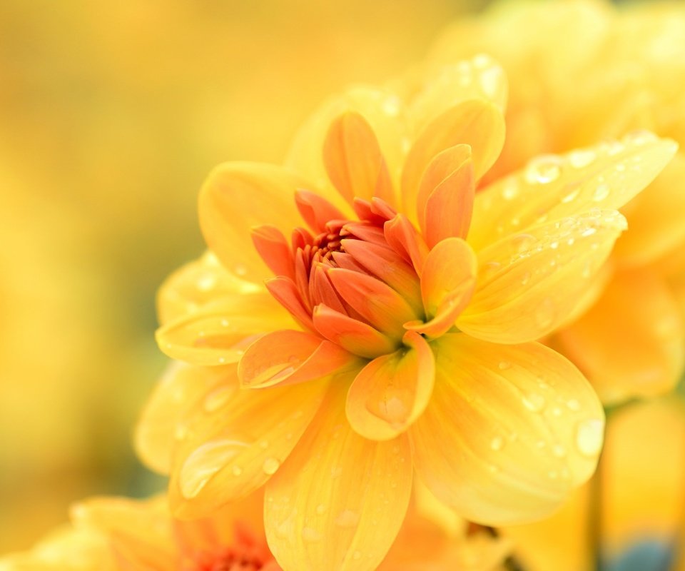 Обои цветы, желтый, макро, капли, георгин, flowers, yellow, macro, drops, dahlia разрешение 2048x1356 Загрузить