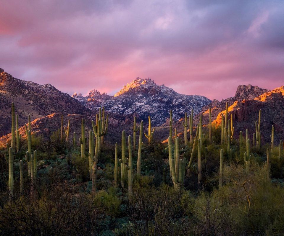 Обои небо, облака, горы, утро, кактусы, the sky, clouds, mountains, morning, cacti разрешение 4956x2788 Загрузить