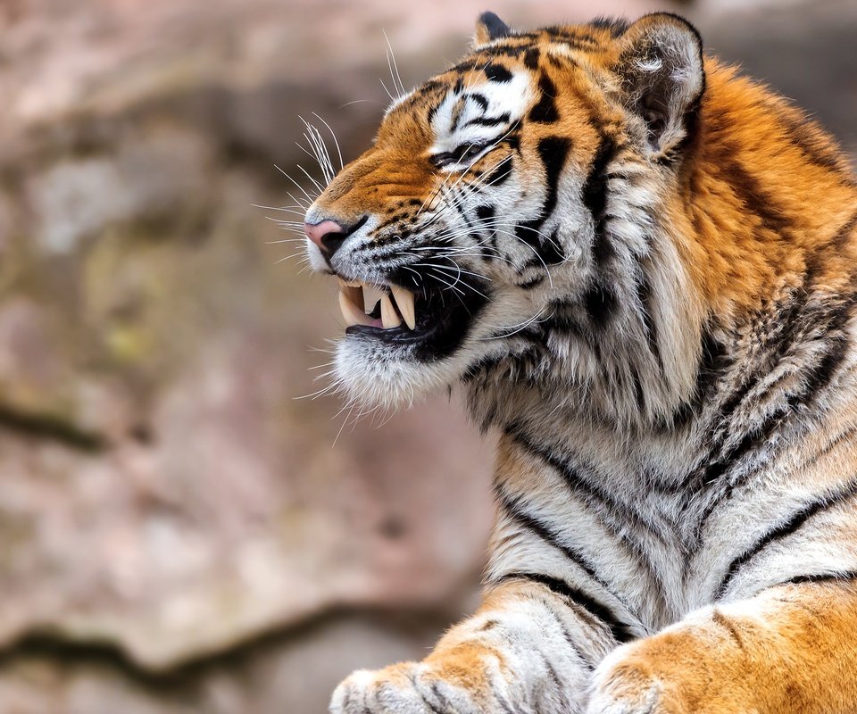 Обои тигр, морда, клыки, хищник, профиль, пасть, tiger, face, fangs, predator, profile, mouth разрешение 2560x1707 Загрузить