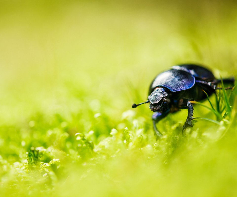 Обои трава, природа, жук, насекомое, усы, лето, размытость, лапки, grass, nature, beetle, insect, mustache, summer, blur, legs разрешение 2048x1365 Загрузить