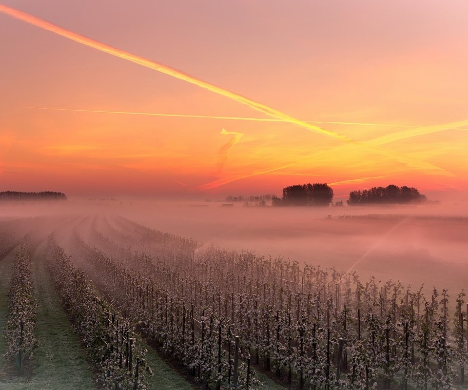 Обои небо, закат, туман, виноградник, the sky, sunset, fog, vineyard разрешение 1926x1293 Загрузить