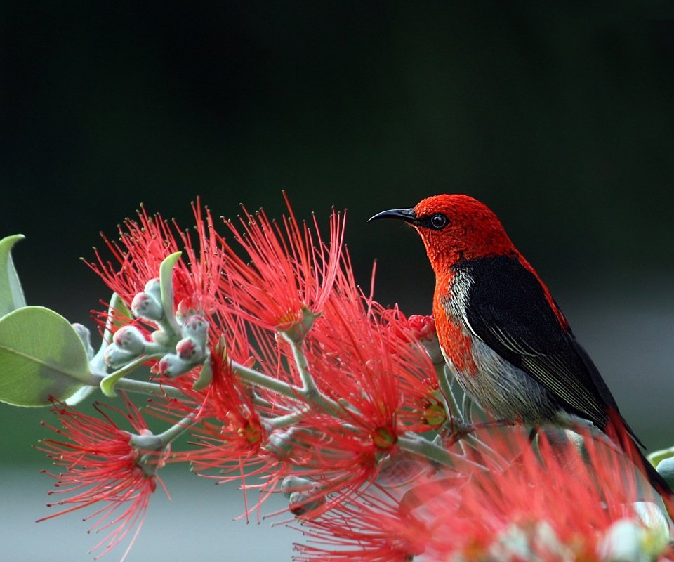 Обои природа, птица, хвост, оперение, алая мизомела, мизомела, nature, bird, tail, scarlet myzomela, myzomela разрешение 6165x4108 Загрузить