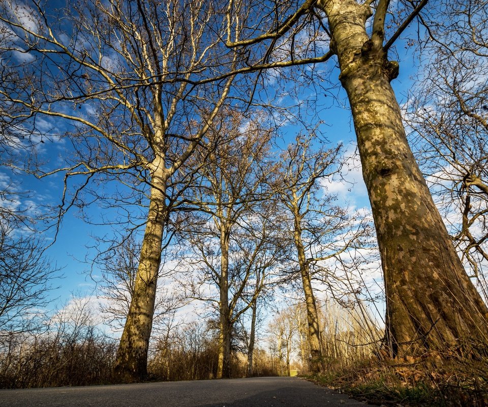 Обои небо, дорога, облака, деревья, стволы, the sky, road, clouds, trees, trunks разрешение 2048x1365 Загрузить