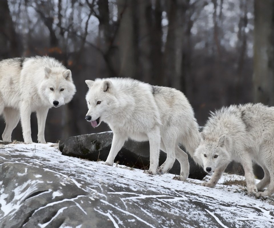 Обои зима, хищники, волки, стая, winter, predators, wolves, pack разрешение 1920x1200 Загрузить