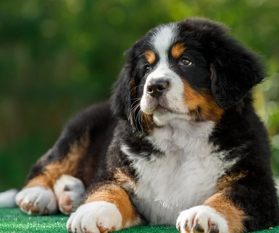 Обои собака, щенок, бернский зенненхунд, dog, puppy, bernese mountain dog разрешение 2880x1800 Загрузить