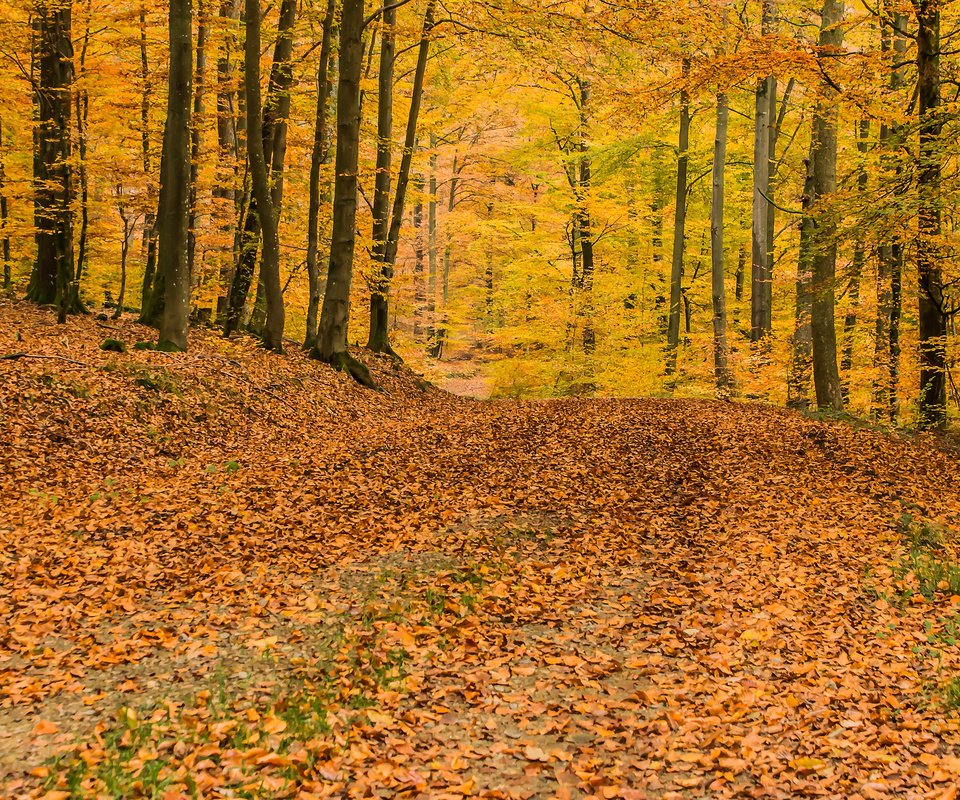 Обои деревья, природа, лес, листья, осень, листопад, trees, nature, forest, leaves, autumn, falling leaves разрешение 3840x2400 Загрузить