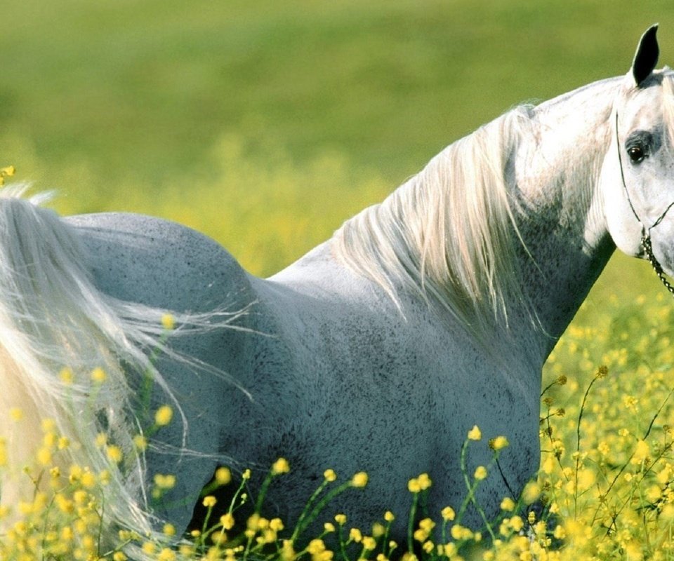 Обои цветы, лошадь, луг, конь, flowers, horse, meadow разрешение 1920x1200 Загрузить