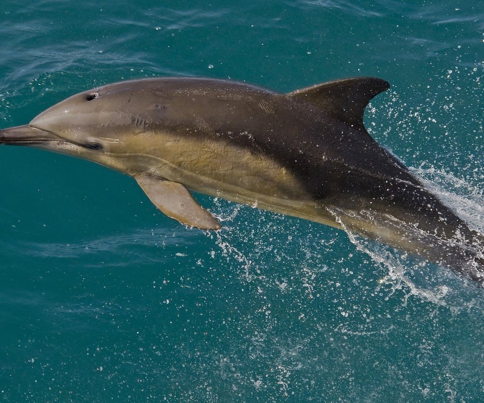 Обои вода, дельфин, афалина, белобочка, water, dolphin разрешение 2048x1345 Загрузить