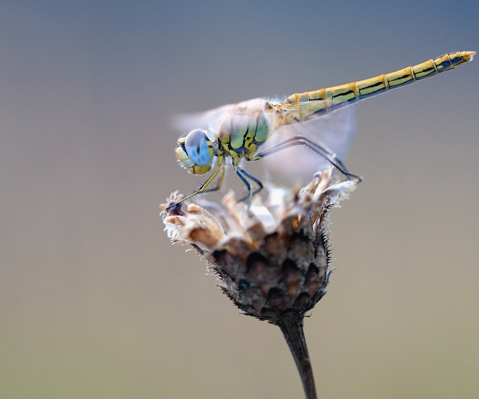 Обои макро, насекомое, цветок, крылья, стрекоза, растение, сухой, macro, insect, flower, wings, dragonfly, plant, dry разрешение 1920x1279 Загрузить