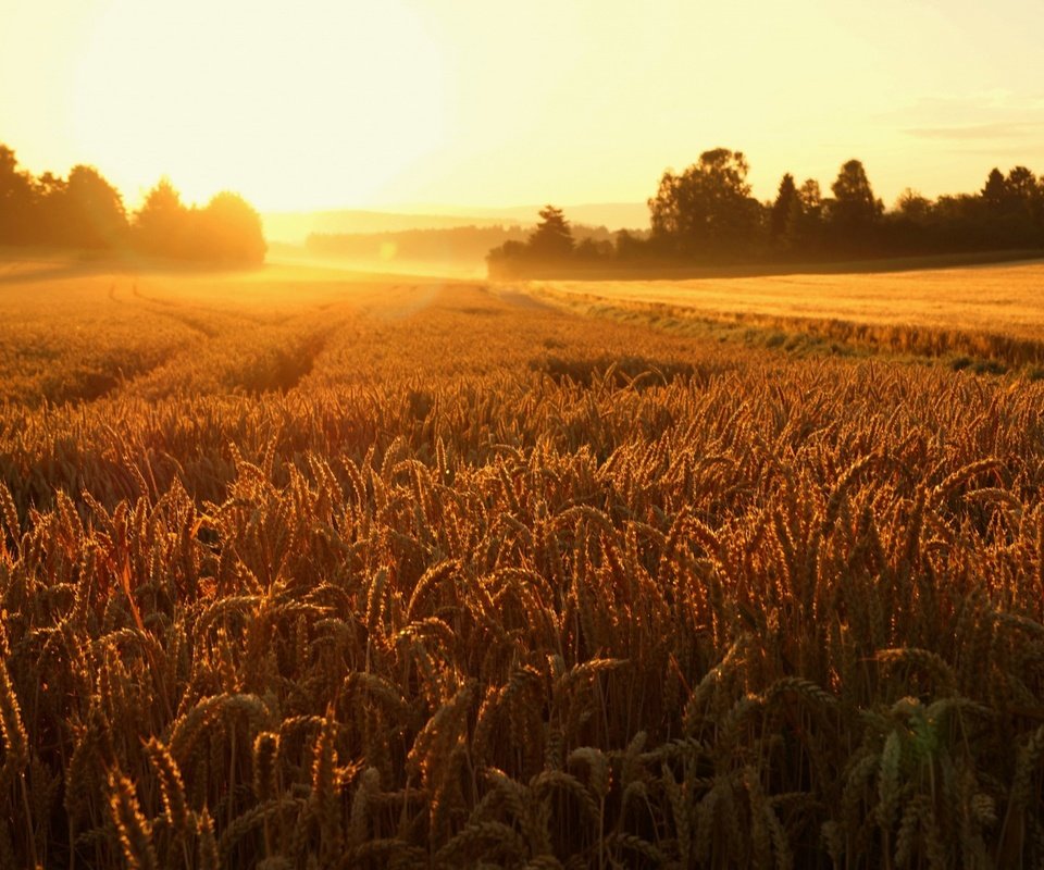 Обои восход, природа, пейзаж, поле, колосья, пшеница, sunrise, nature, landscape, field, ears, wheat разрешение 1920x1200 Загрузить