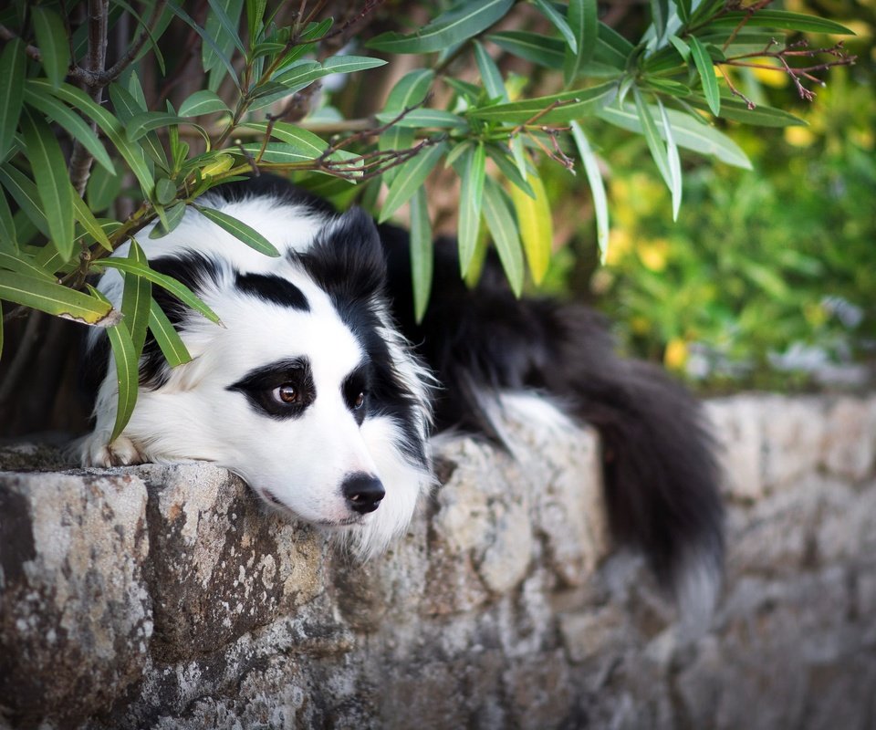 Обои листья, ветки, взгляд, собака, друг, бордер-колли, leaves, branches, look, dog, each, the border collie разрешение 2048x1365 Загрузить