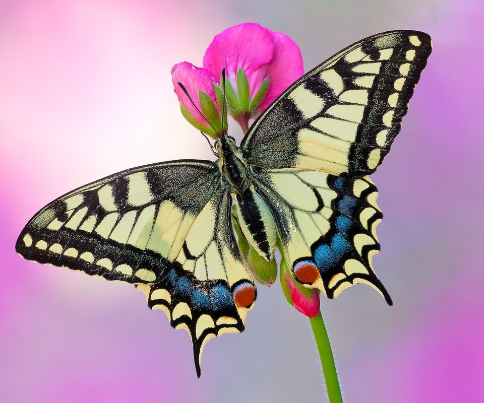 Обои насекомое, цветок, бабочка, крылья, махаон, insect, flower, butterfly, wings, swallowtail разрешение 1920x1280 Загрузить