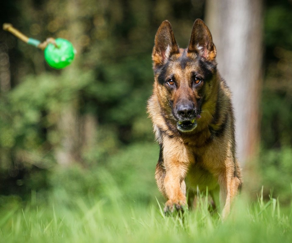 Обои собака, немецкая овчарка, овчарка, dog, german shepherd, shepherd разрешение 1920x1200 Загрузить