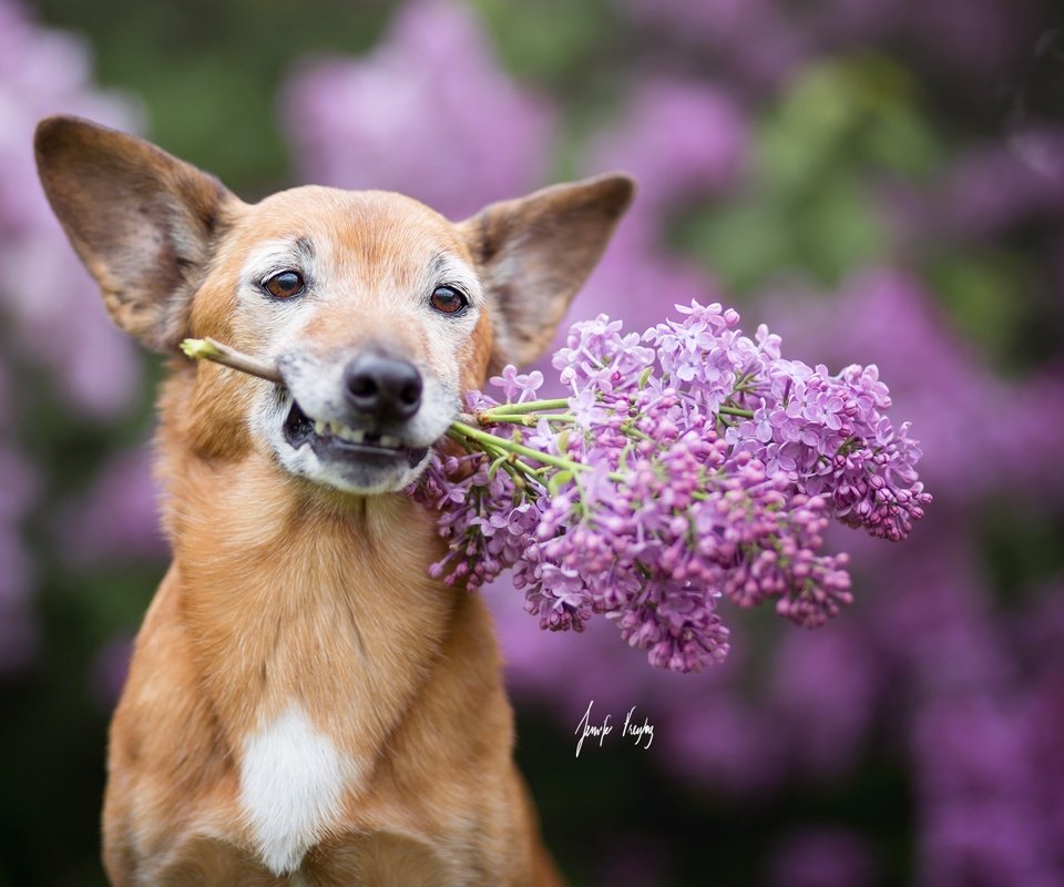 Обои цветы, мордочка, взгляд, собака, ушки, сирень, flowers, muzzle, look, dog, ears, lilac разрешение 2048x1365 Загрузить