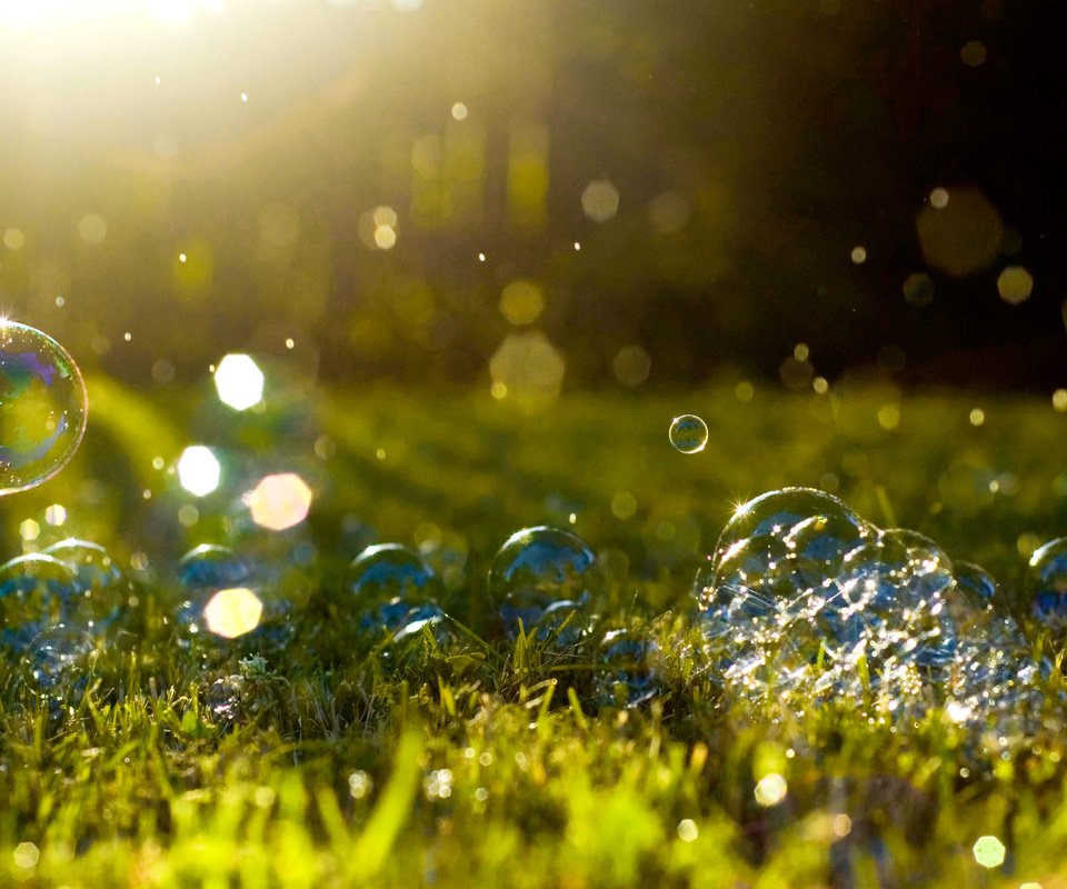 Обои трава, макро, блики, мыльные пузыри, солнечный свет, grass, macro, glare, bubbles, sunlight разрешение 2880x1800 Загрузить