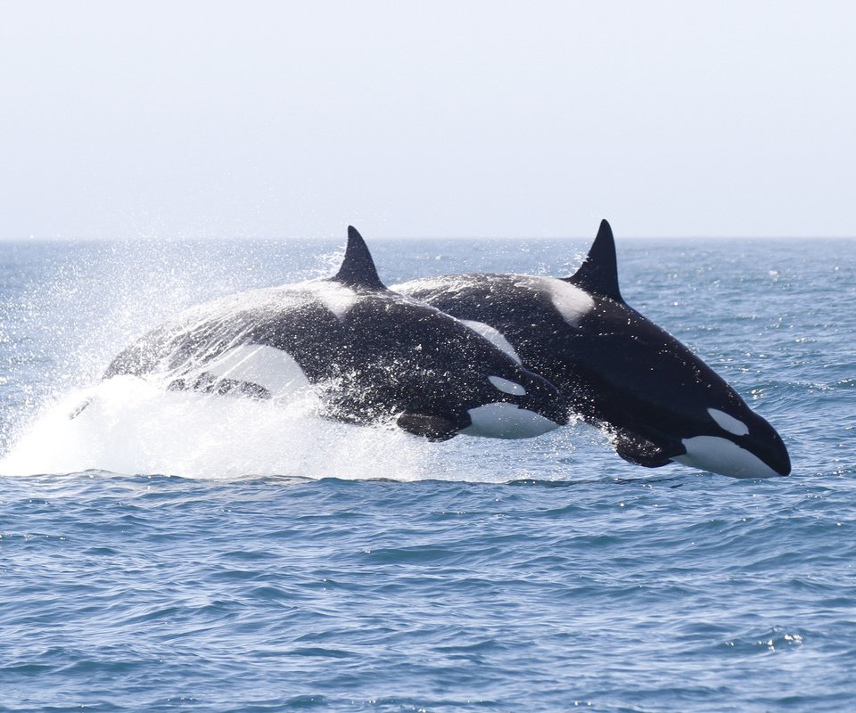 Обои вода, брызги, кит, косатка, water, squirt, kit, orca разрешение 3887x2186 Загрузить