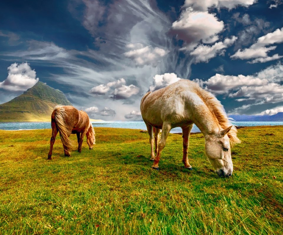 Обои небо, трава, облака, пара, лошади, кони, пастбище, the sky, grass, clouds, pair, horse, horses, pasture разрешение 2000x1333 Загрузить