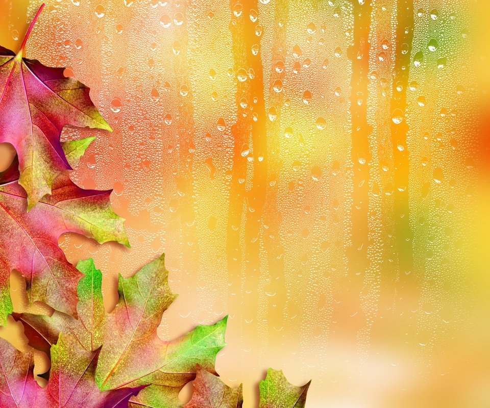 Обои листья, капли, осень, стекло, клен, кленовый лист, leaves, drops, autumn, glass, maple, maple leaf разрешение 2987x2985 Загрузить