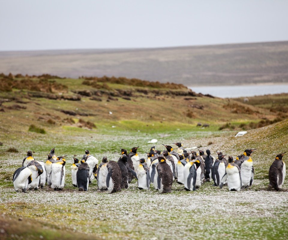 Обои трава, берег, птицы, стая, пингвины, grass, shore, birds, pack, penguins разрешение 5616x3744 Загрузить