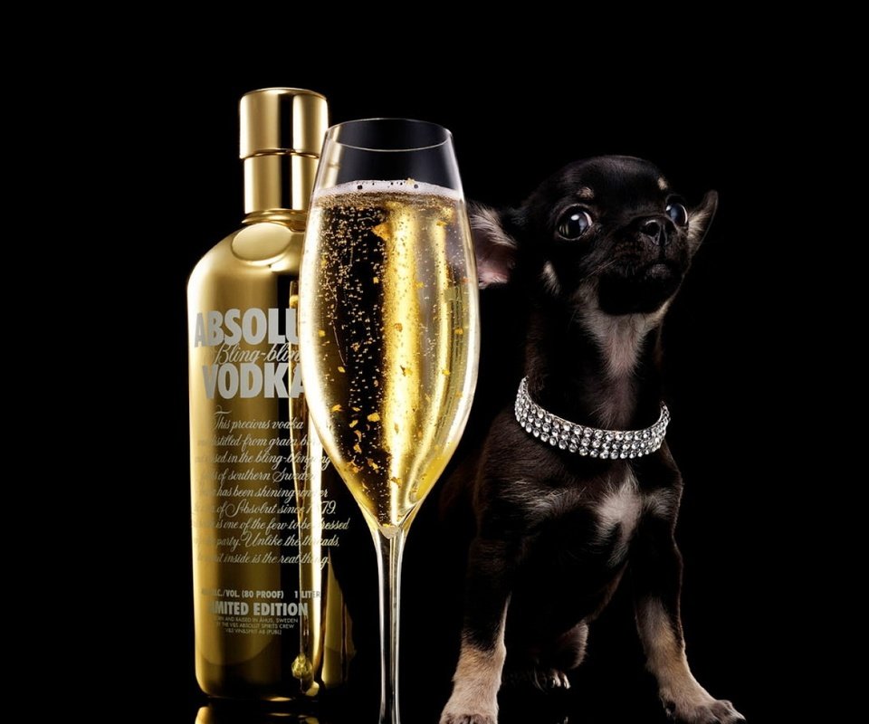 Обои абсолют, собака, чихуахуа, щенок, absolut, бокал, черный фон, бутылка, шампанское, алкоголь, водка, absolute, dog, chihuahua, puppy, glass, black background, bottle, champagne, alcohol, vodka разрешение 1920x1080 Загрузить