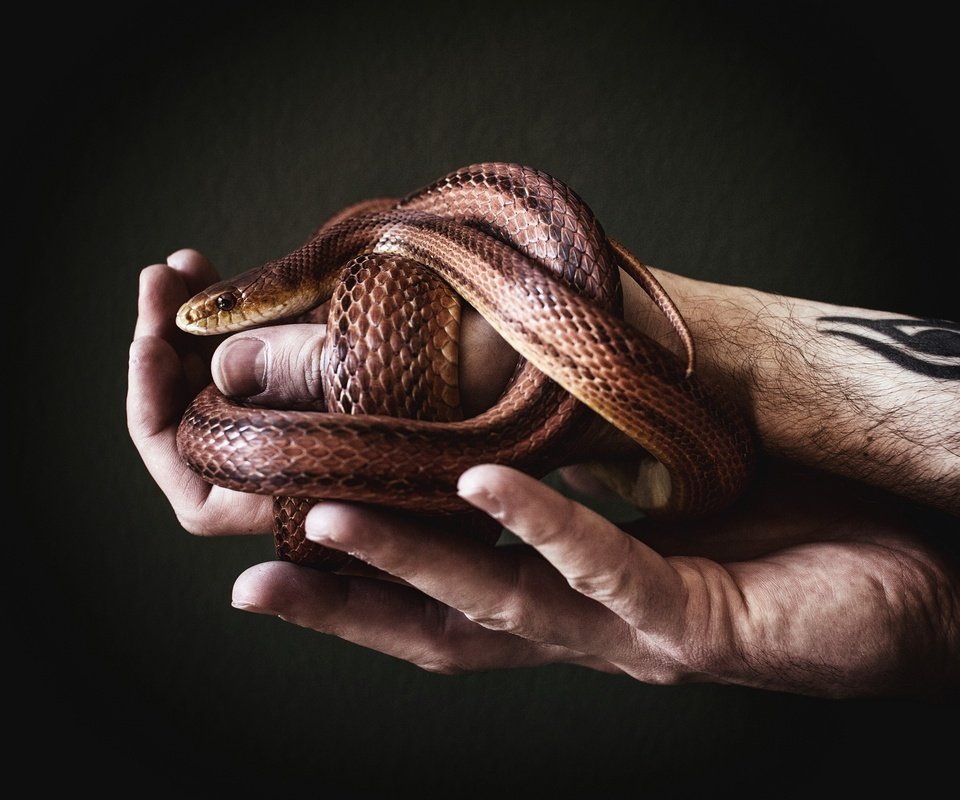 Обои змея, руки, мужчина, татуировка, aleks daiwer, snake, hands, male, tattoo разрешение 2560x1707 Загрузить