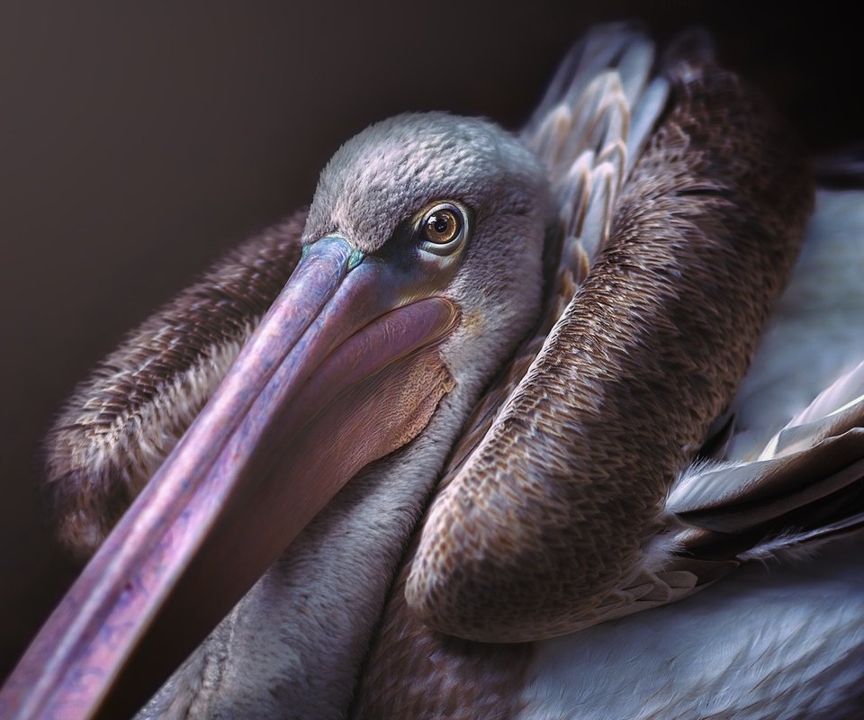 Обои птица, клюв, пеликан, bird, beak, pelican разрешение 2560x1920 Загрузить