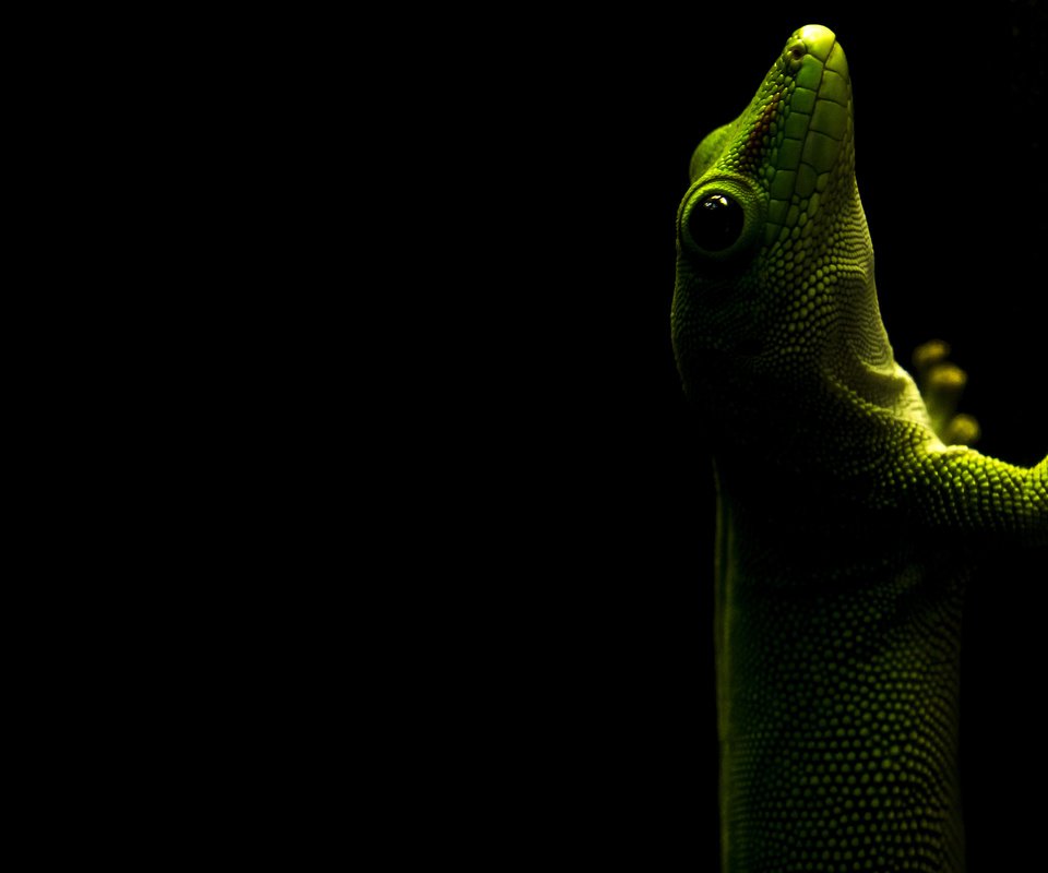 Обои ящерица, черный фон, геккон, рептилия, пресмыкающееся, lizard, black background, gecko, reptile разрешение 3840x2400 Загрузить