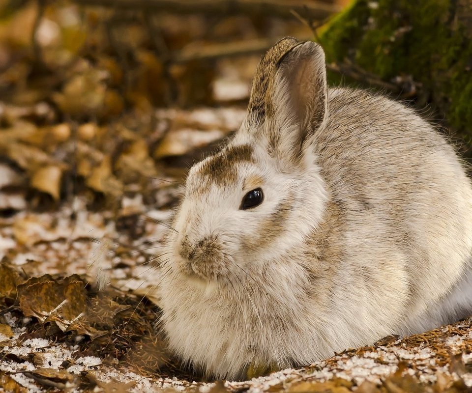Обои природа, кролик, животное, заяц, nature, rabbit, animal, hare разрешение 1920x1080 Загрузить