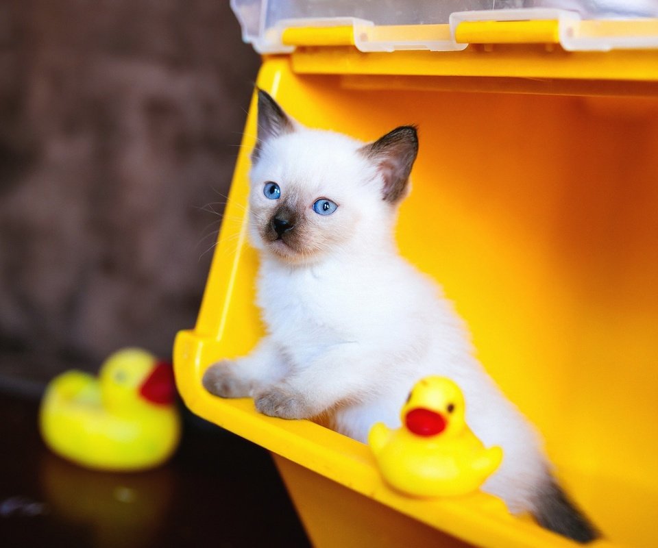 Обои фон, сиамский, кошка, контейнер, взгляд, рэгдолл, котенок, игрушки, мордашка, голубые глаза, утята, background, siamese, cat, container, look, ragdoll, kitty, toys, face, blue eyes, ducklings разрешение 2048x1152 Загрузить