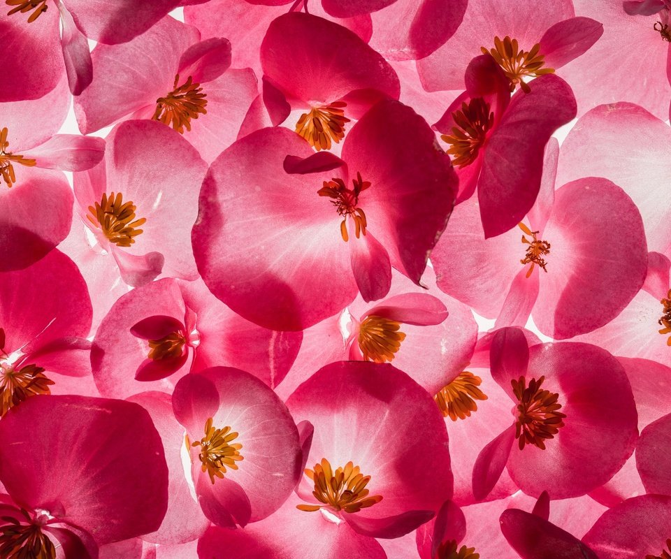 Обои цветы, текстура, лепестки, бегония, flowers, texture, petals, begonia разрешение 2048x1374 Загрузить
