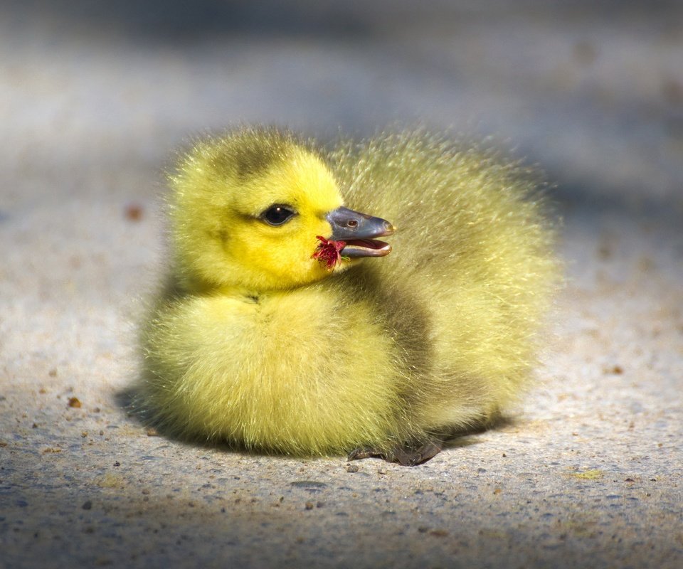 Обои птенец, маленький, птица, клюв, малыш, гусь, глазки, гусенок, chick, small, bird, beak, baby, goose, eyes, gosling разрешение 4176x2349 Загрузить