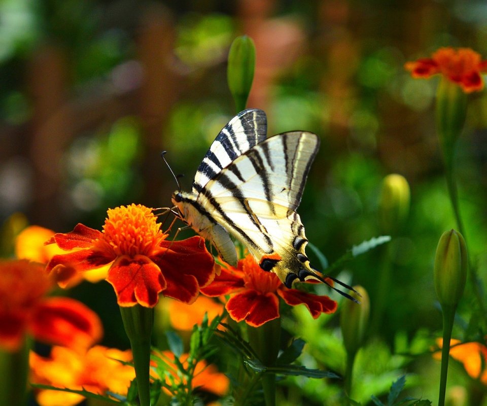 Обои цветы, насекомое, парусник, бабочка, крылья, бархатцы, flowers, insect, sailboat, butterfly, wings, marigolds разрешение 3000x1852 Загрузить