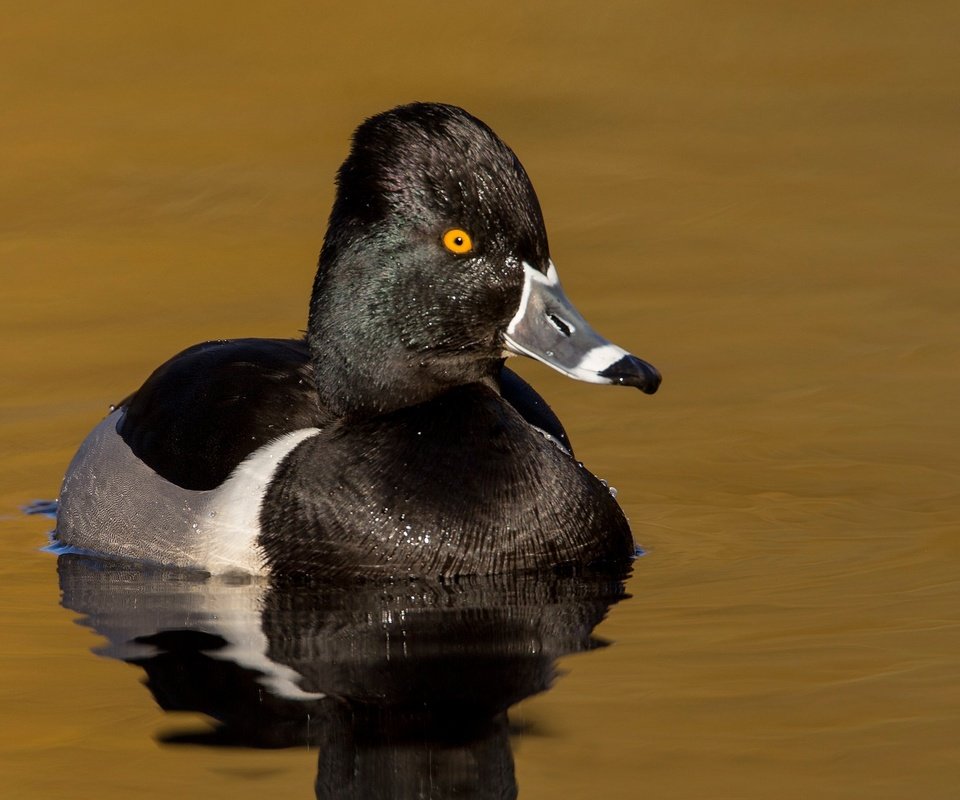 Обои водоем, птица, клюв, утка, ошейниковая чернеть, pond, bird, beak, duck, tufted duck collared разрешение 2048x1152 Загрузить