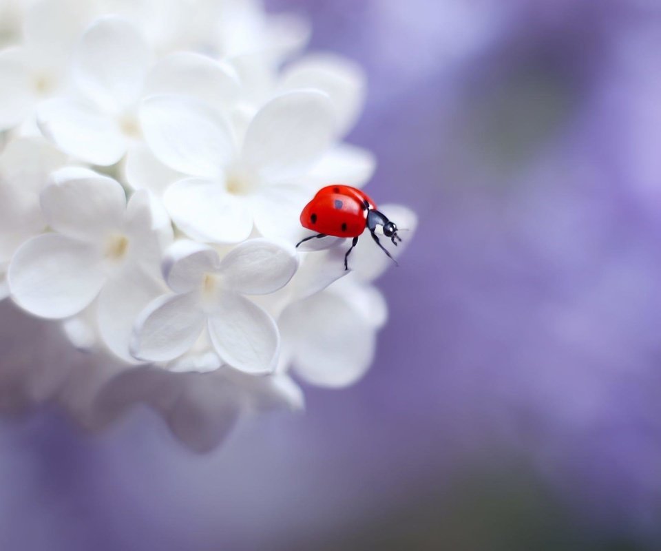 Обои цветение, насекомое, божья коровка, весна, сирень, elena andreeva, flowering, insect, ladybug, spring, lilac разрешение 2000x1333 Загрузить