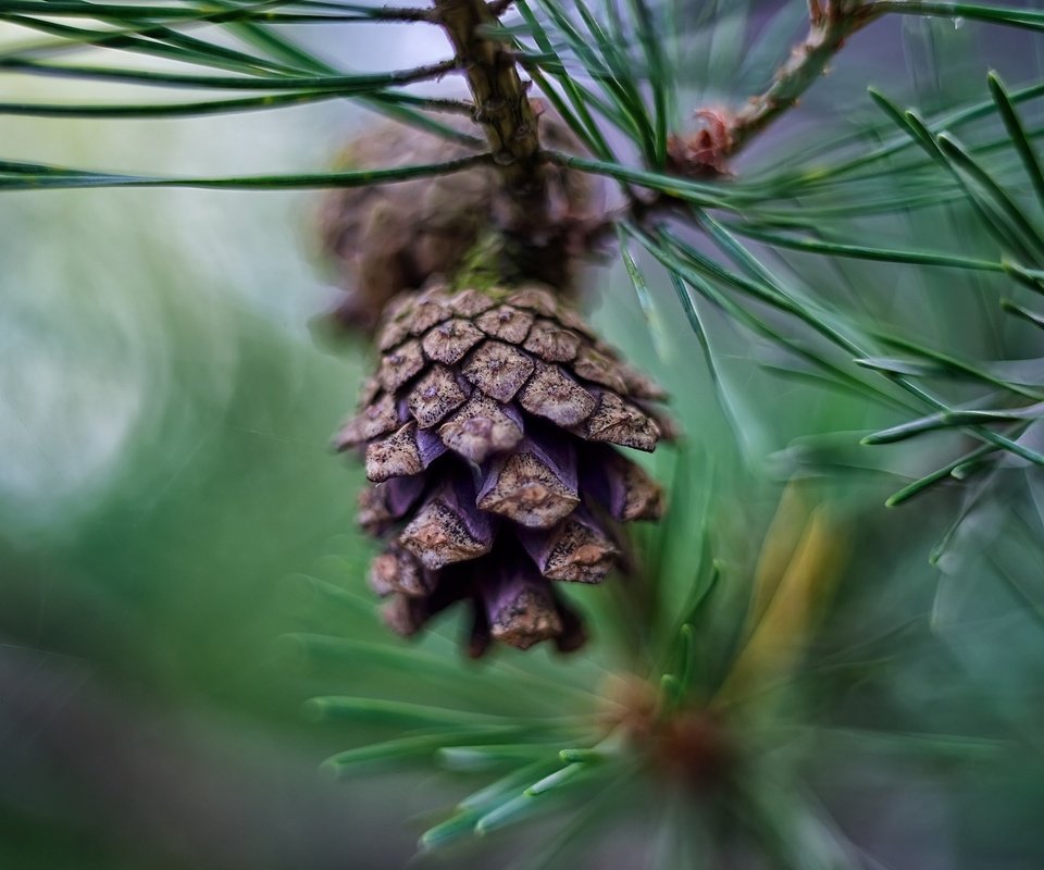 Обои природа, хвоя, размытость, шишка, сосна, боке, сосновая шишка, nature, needles, blur, bump, pine, bokeh разрешение 2048x1367 Загрузить