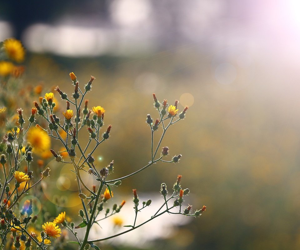 Обои солнце, блики, полевые цветы, цветочки, стебельки, the sun, glare, wildflowers, flowers, stems разрешение 1920x1280 Загрузить