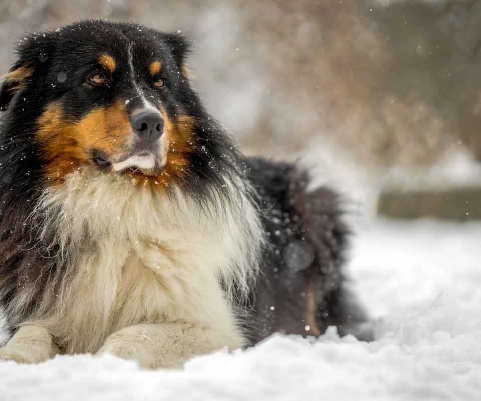 Обои собака, австралийская овчарка, аусси, dog, australian shepherd, aussie разрешение 2880x1800 Загрузить