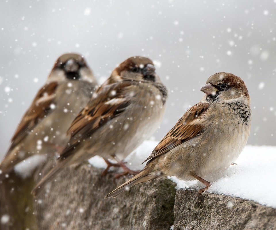 Обои снег, зима, птицы, клюв, перья, воробьи, snow, winter, birds, beak, feathers, sparrows разрешение 1920x1200 Загрузить