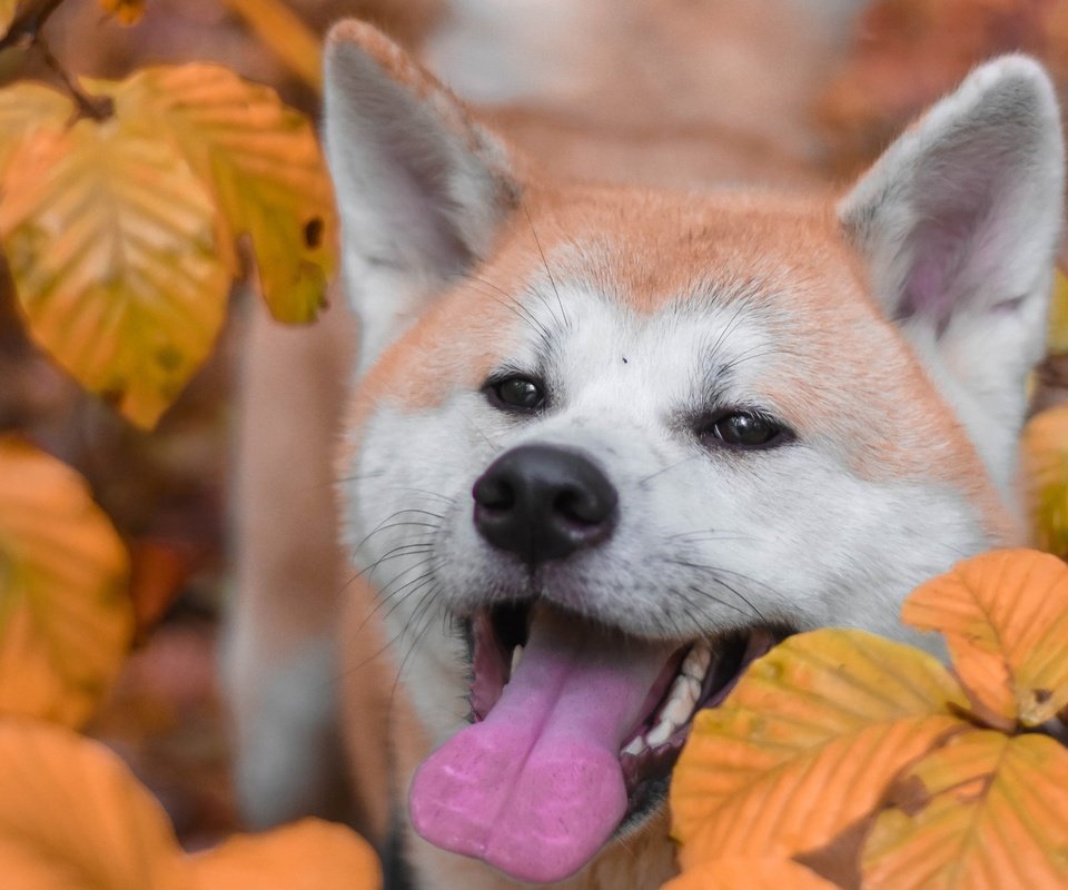 Обои морда, листья, осень, собака, язык, акита-ину, акита, face, leaves, autumn, dog, language, akita inu, akita разрешение 2880x1800 Загрузить