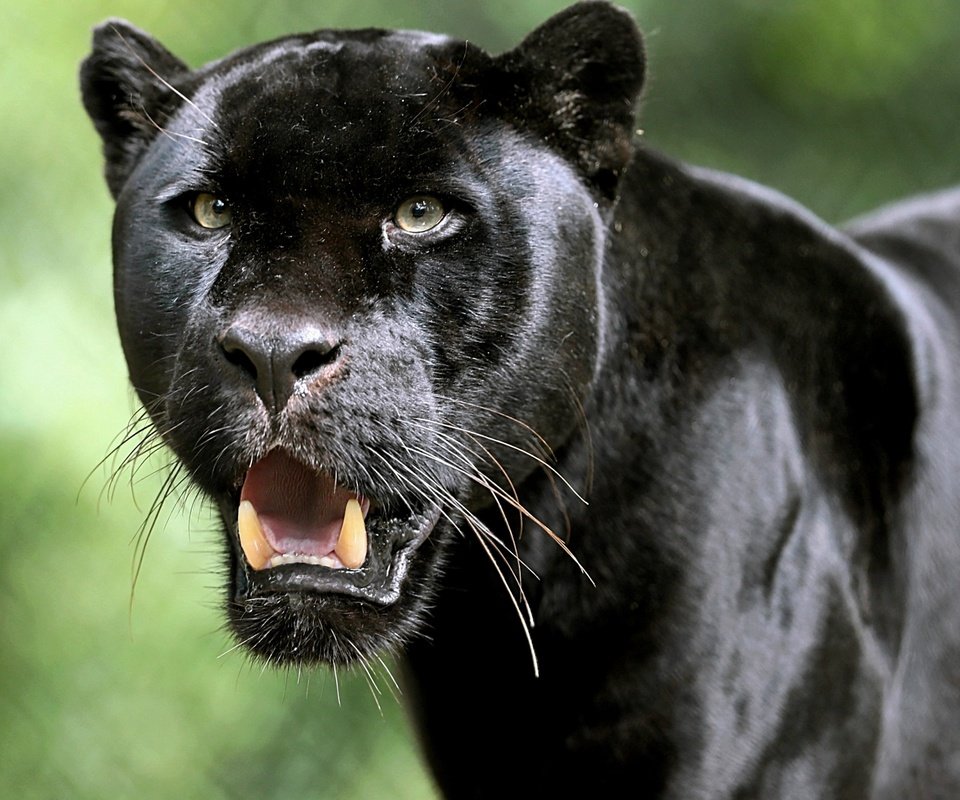 Обои хищник, большая кошка, пантера, черный ягуар, predator, big cat, panther, black jaguar разрешение 2880x1800 Загрузить