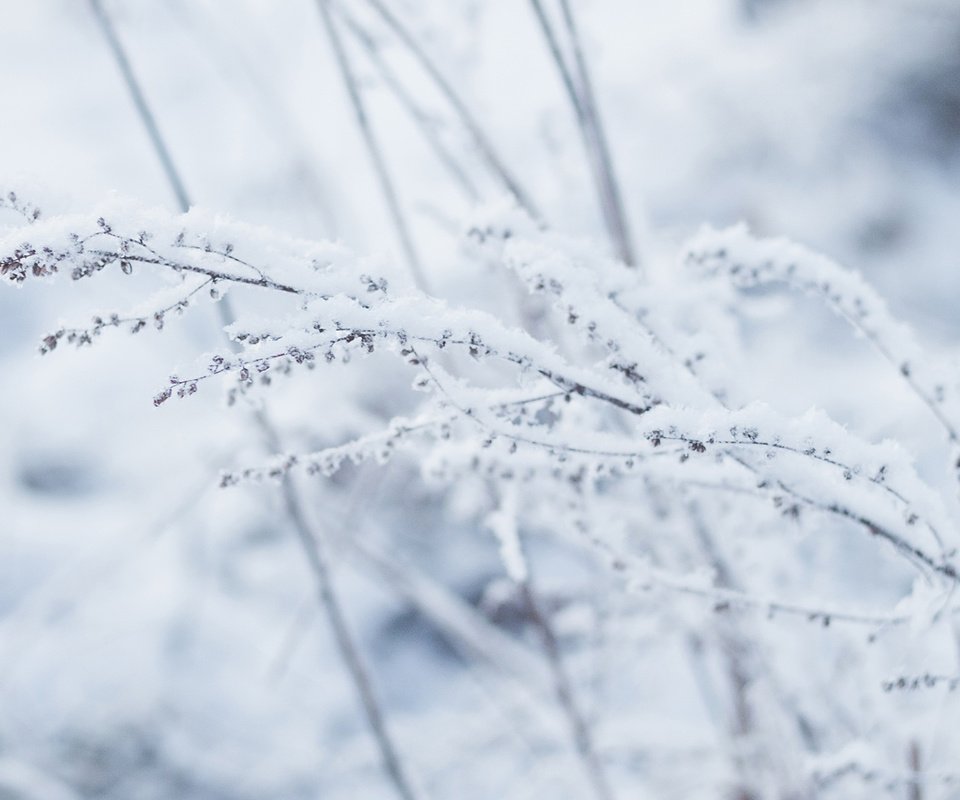 Обои снег, зима, макро, растение, snow, winter, macro, plant разрешение 1920x1200 Загрузить