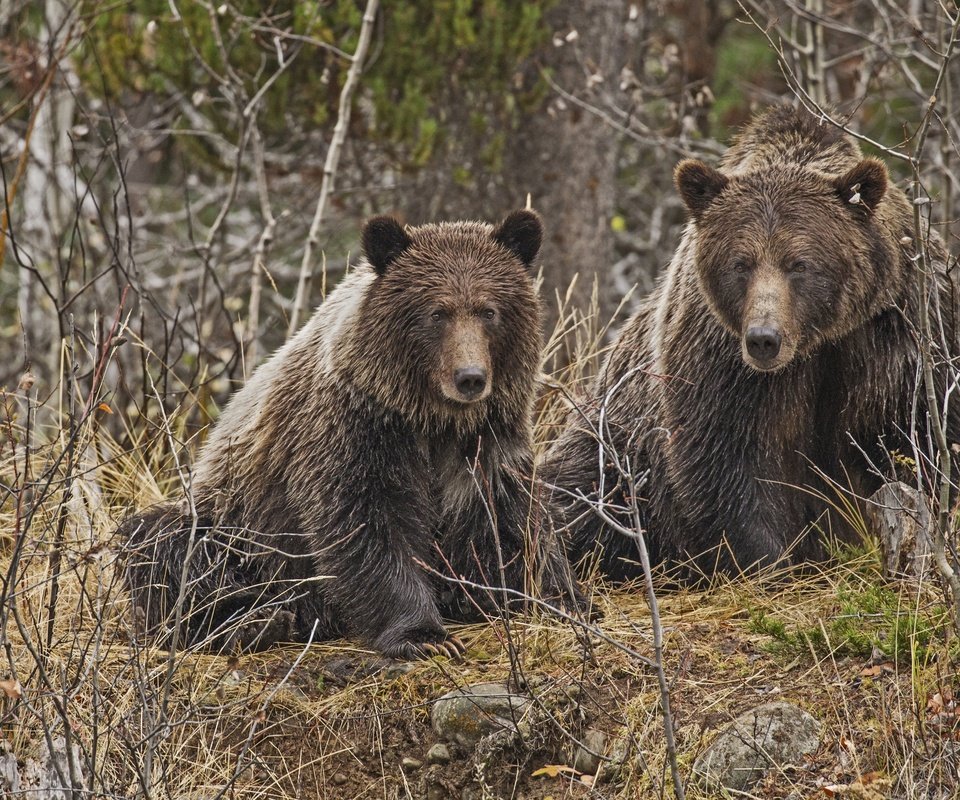 Обои лес, медведь, хищник, медведи, forest, bear, predator, bears разрешение 4000x2702 Загрузить