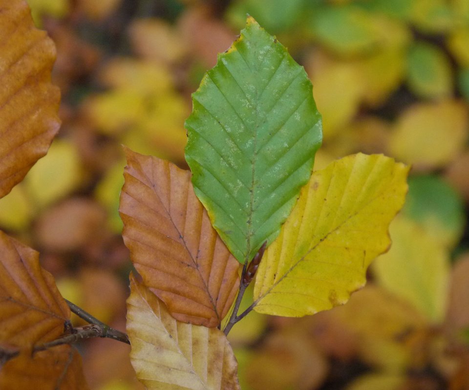 Обои листья, макро, осень, вяз, leaves, macro, autumn, elm разрешение 3840x2400 Загрузить