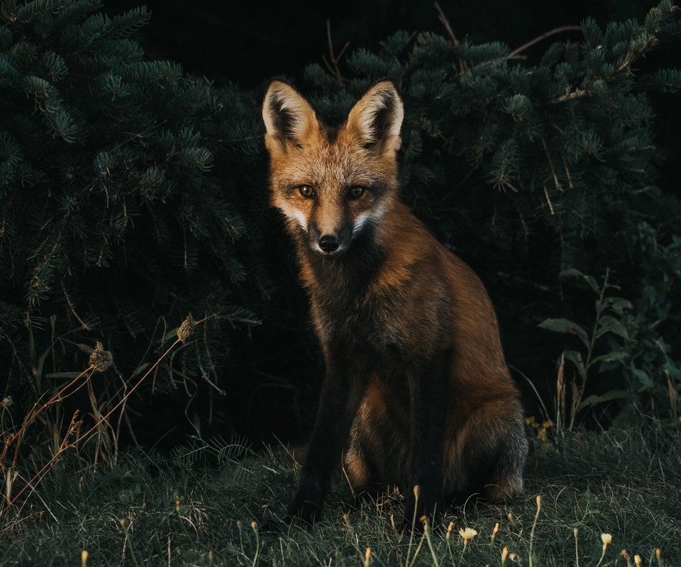 Обои трава, мордочка, взгляд, лиса, хищник, лисица, grass, muzzle, look, fox, predator разрешение 3408x2490 Загрузить
