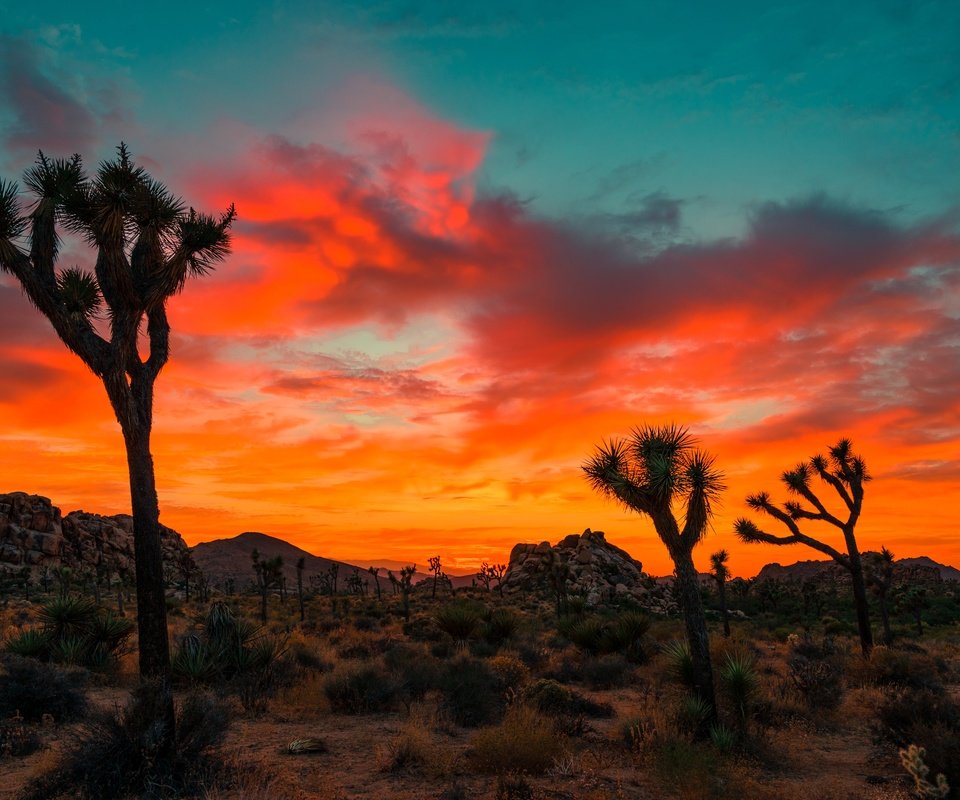 Обои небо, облака, деревья, скалы, закат, joshua tree national park, the sky, clouds, trees, rocks, sunset разрешение 6000x4000 Загрузить