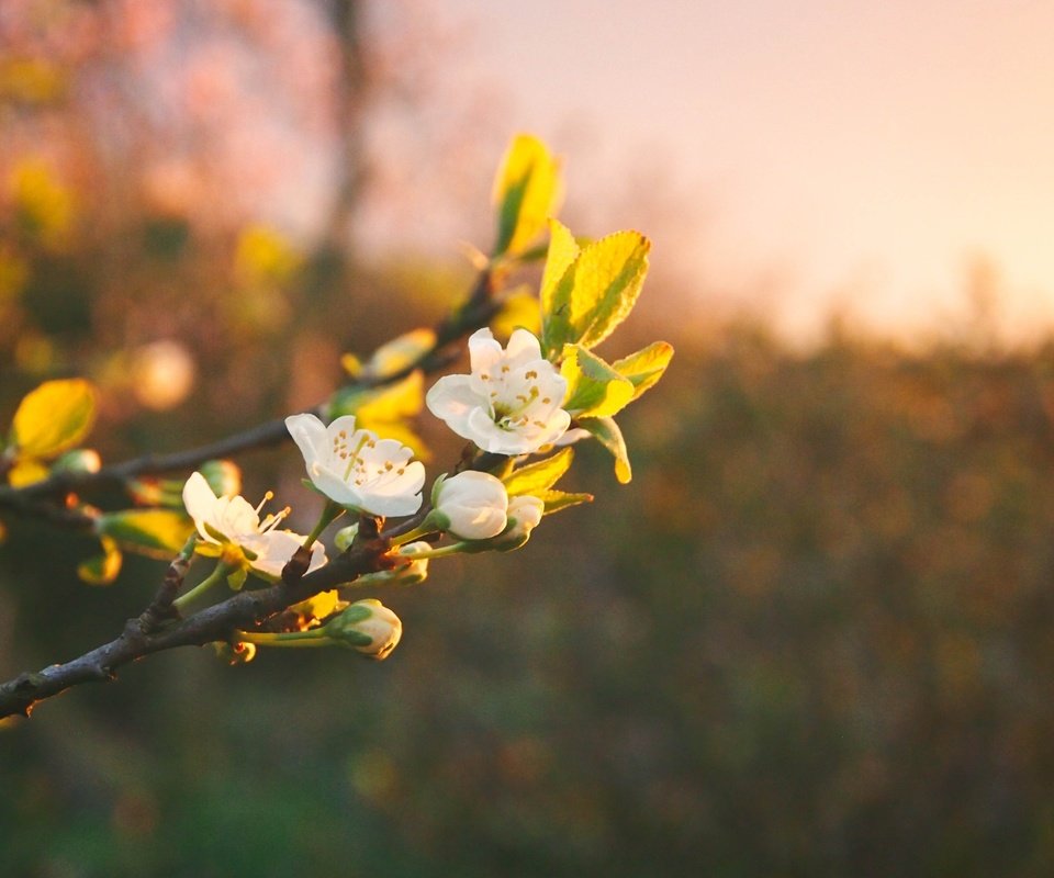 Обои цветы, ветка, цветение, весна, боке, flowers, branch, flowering, spring, bokeh разрешение 4032x3024 Загрузить