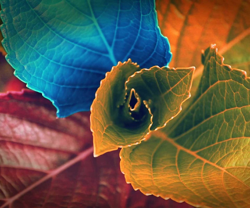 Обои цвета, листья, макро, дизайн, растение, color, leaves, macro, design, plant разрешение 1920x1200 Загрузить