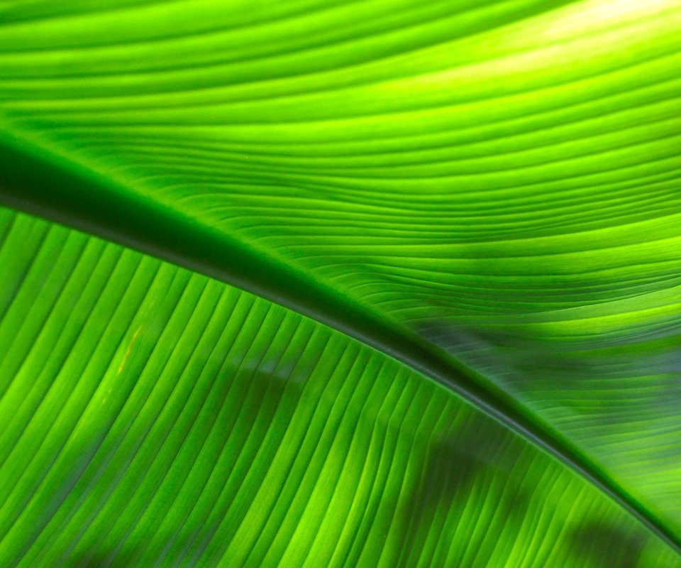 Обои макро, лист, прожилки, жилки, листик, close up, macro, sheet, veins, leaf разрешение 4288x2848 Загрузить