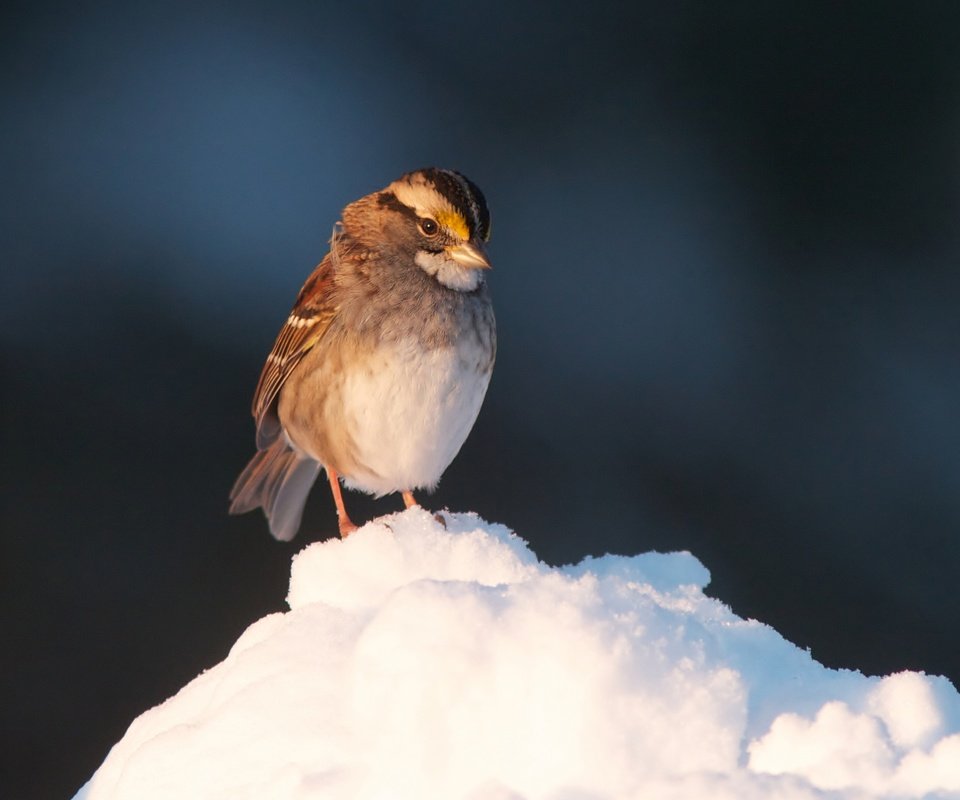 Обои снег, птица, клюв, воробей, перья, snow, bird, beak, sparrow, feathers разрешение 2048x1364 Загрузить